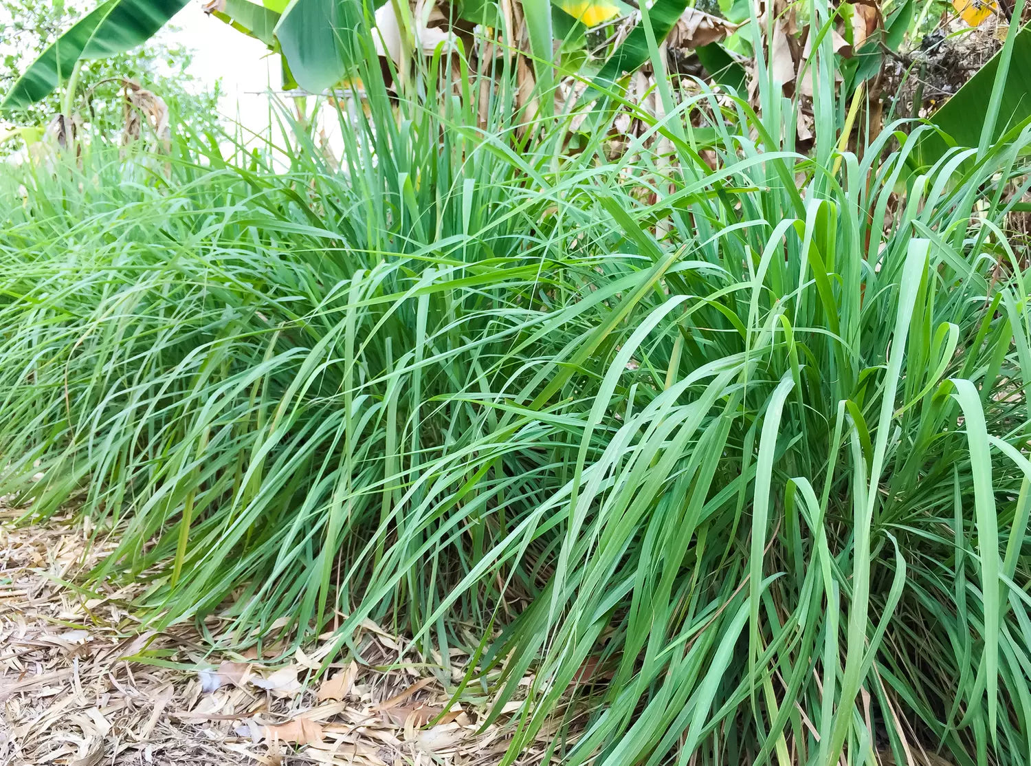 Citronnelle – la botte