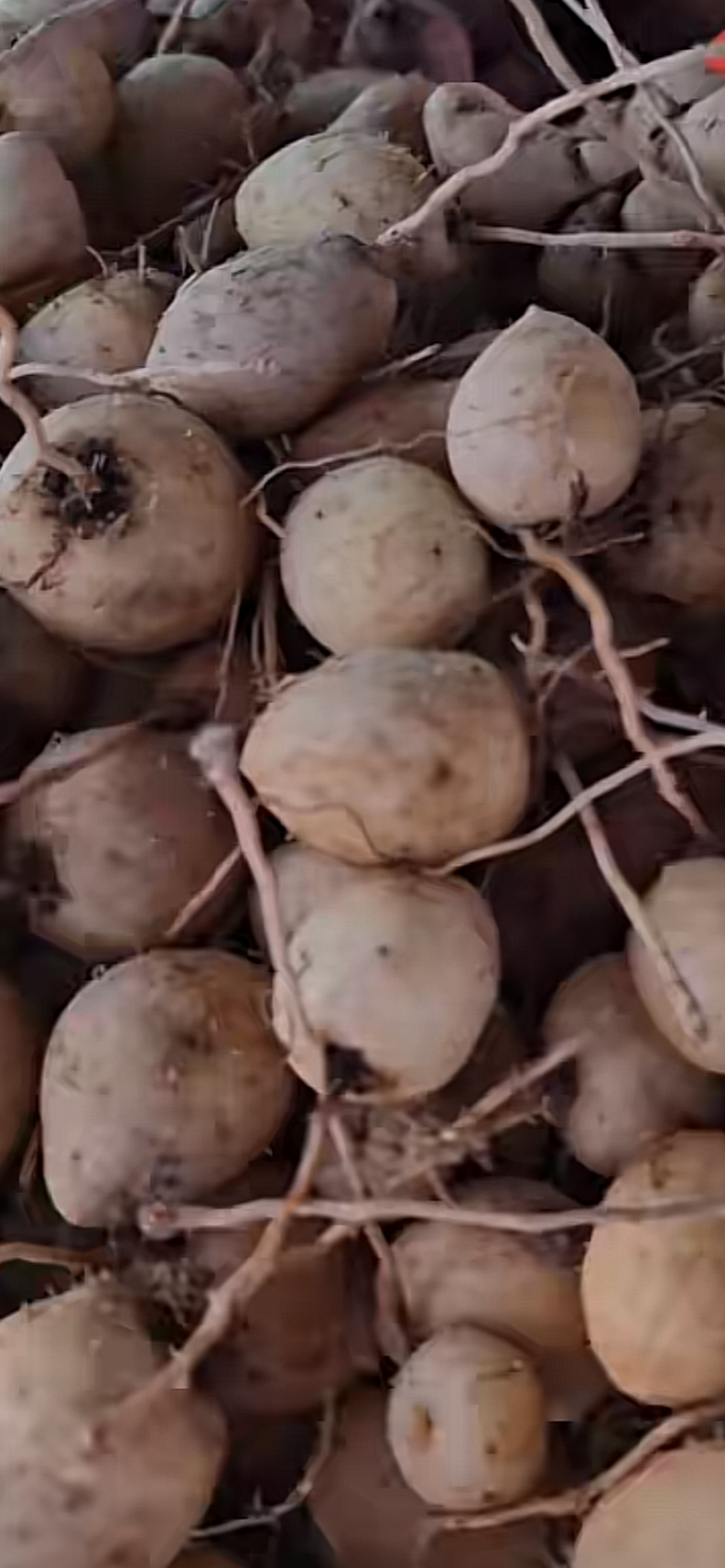 Topinambour pays – 500 g