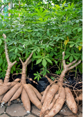 Manioc – le kg