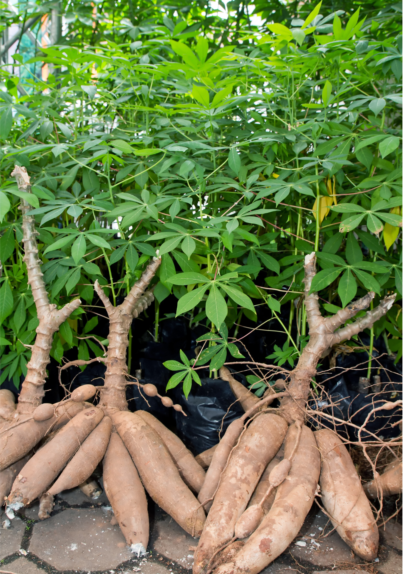 Manioc – le kg