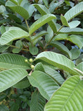 Feuilles de goyavier séchées – 30 g