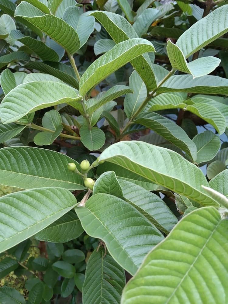 Feuilles de goyavier séchées – 30 g