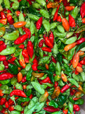 Piment végétarien – 200 g
