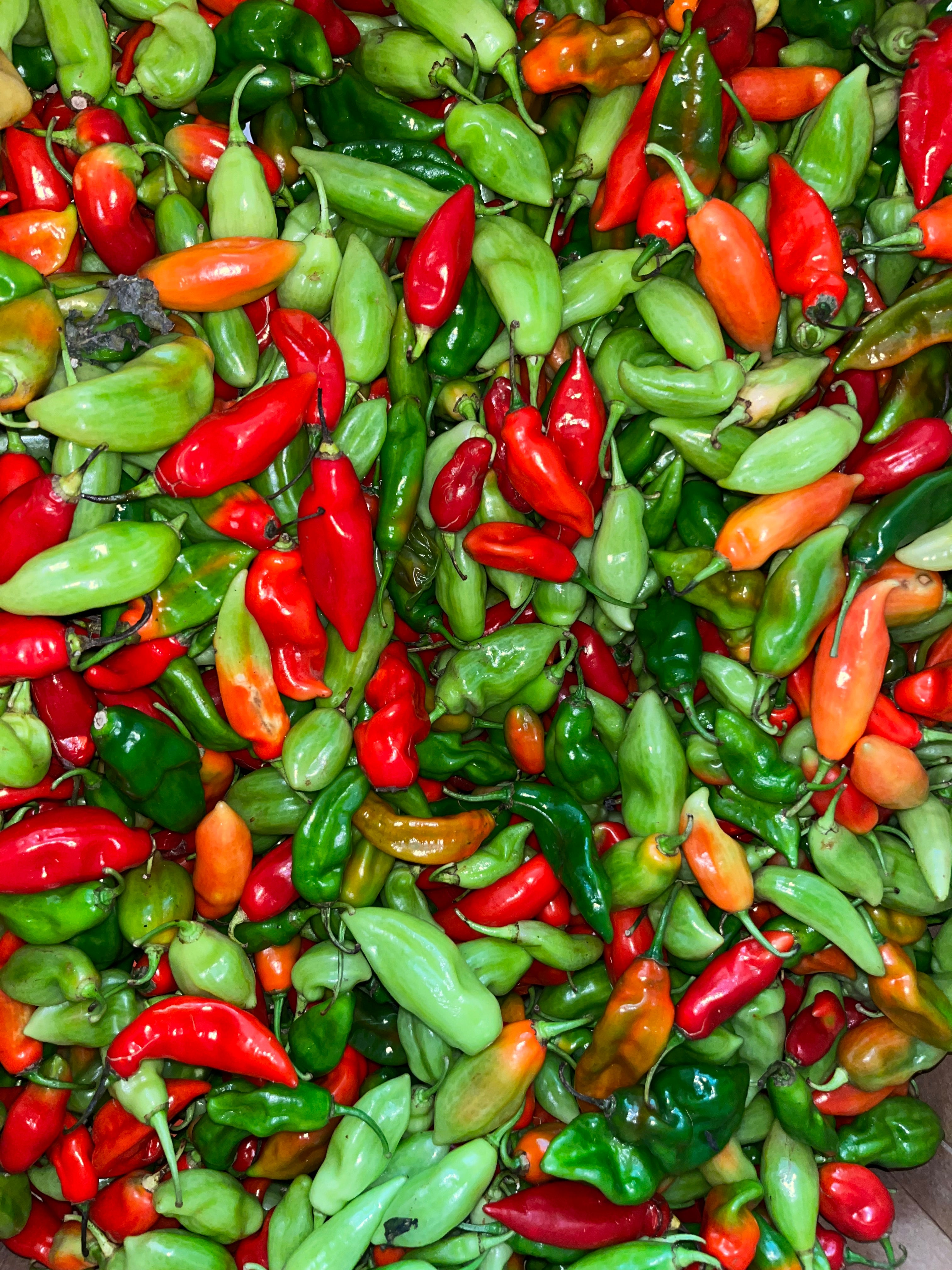 Piment végétarien – 200 g