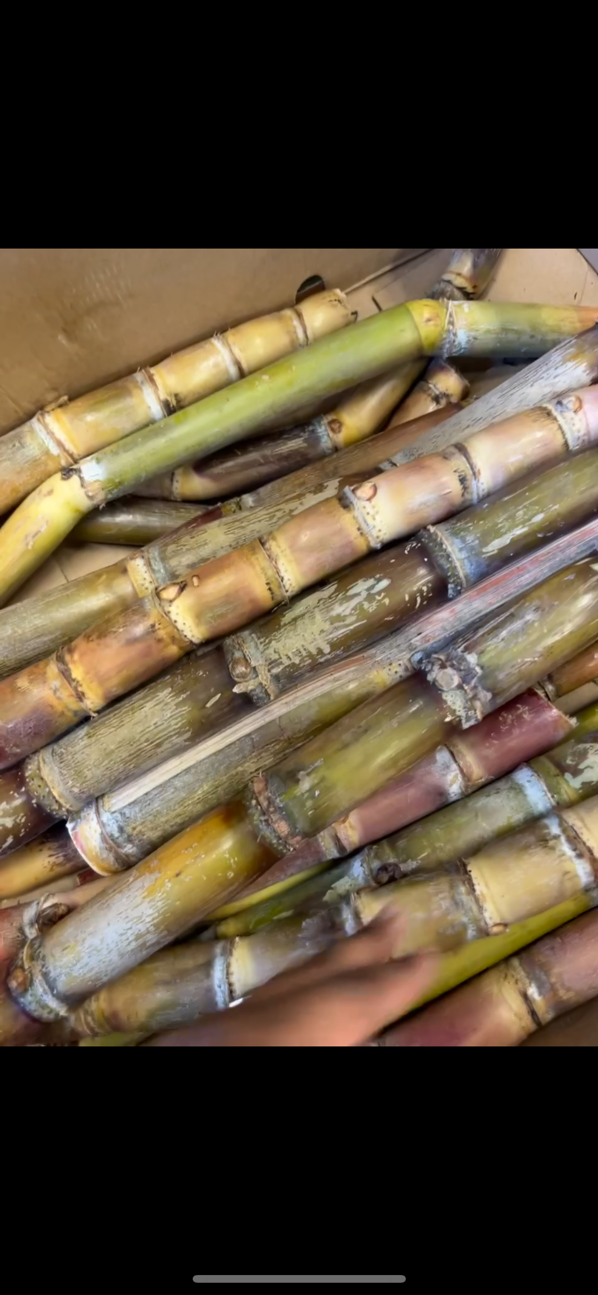 Canne à sucre – le kg