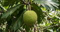 Fruit à pain – la pièce