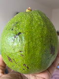Avocat des Antilles – la pièce
