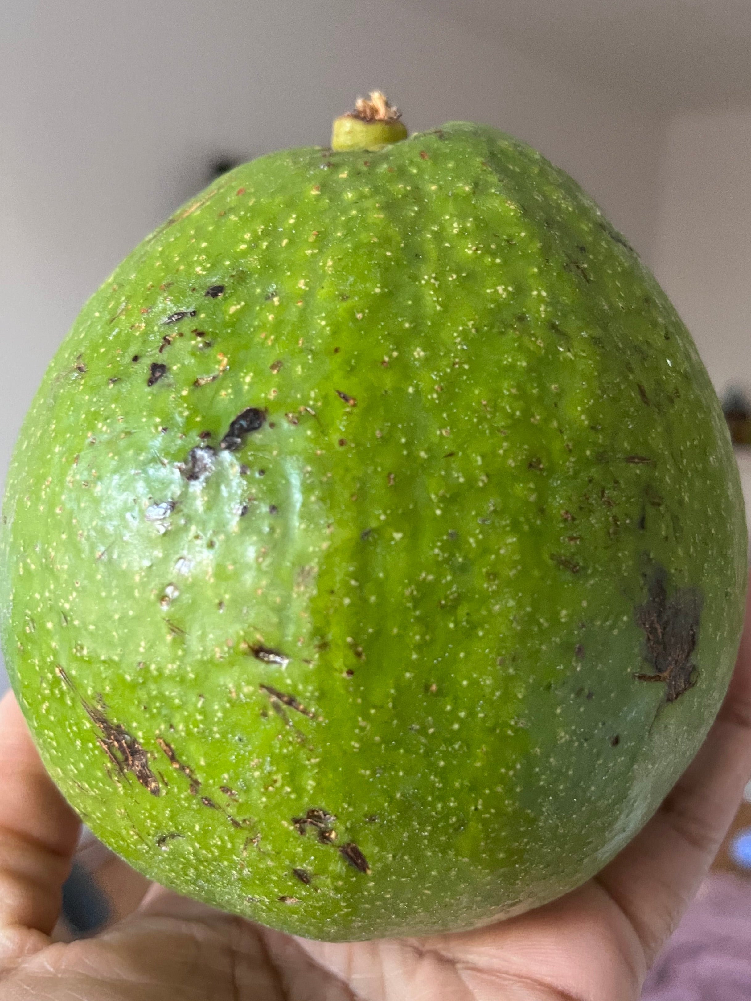 Avocat des Antilles – la pièce