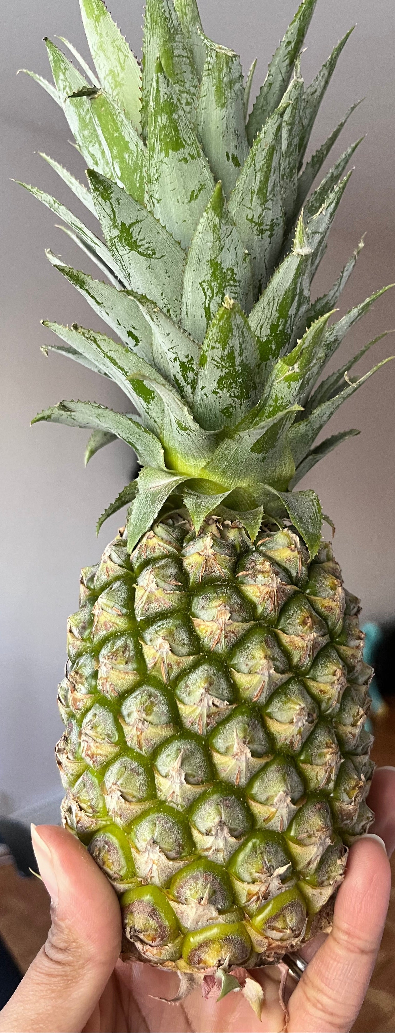 Ananas – la pièce