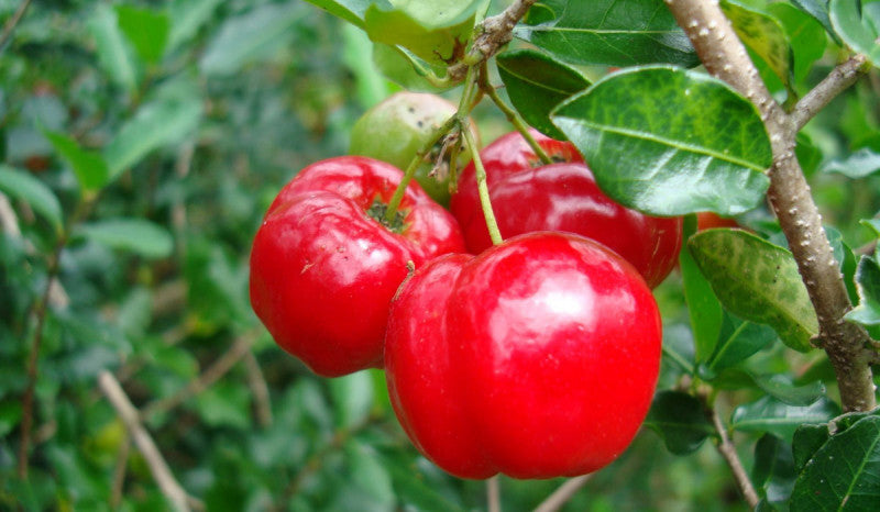 Cerise pays (acérola) – 250 g