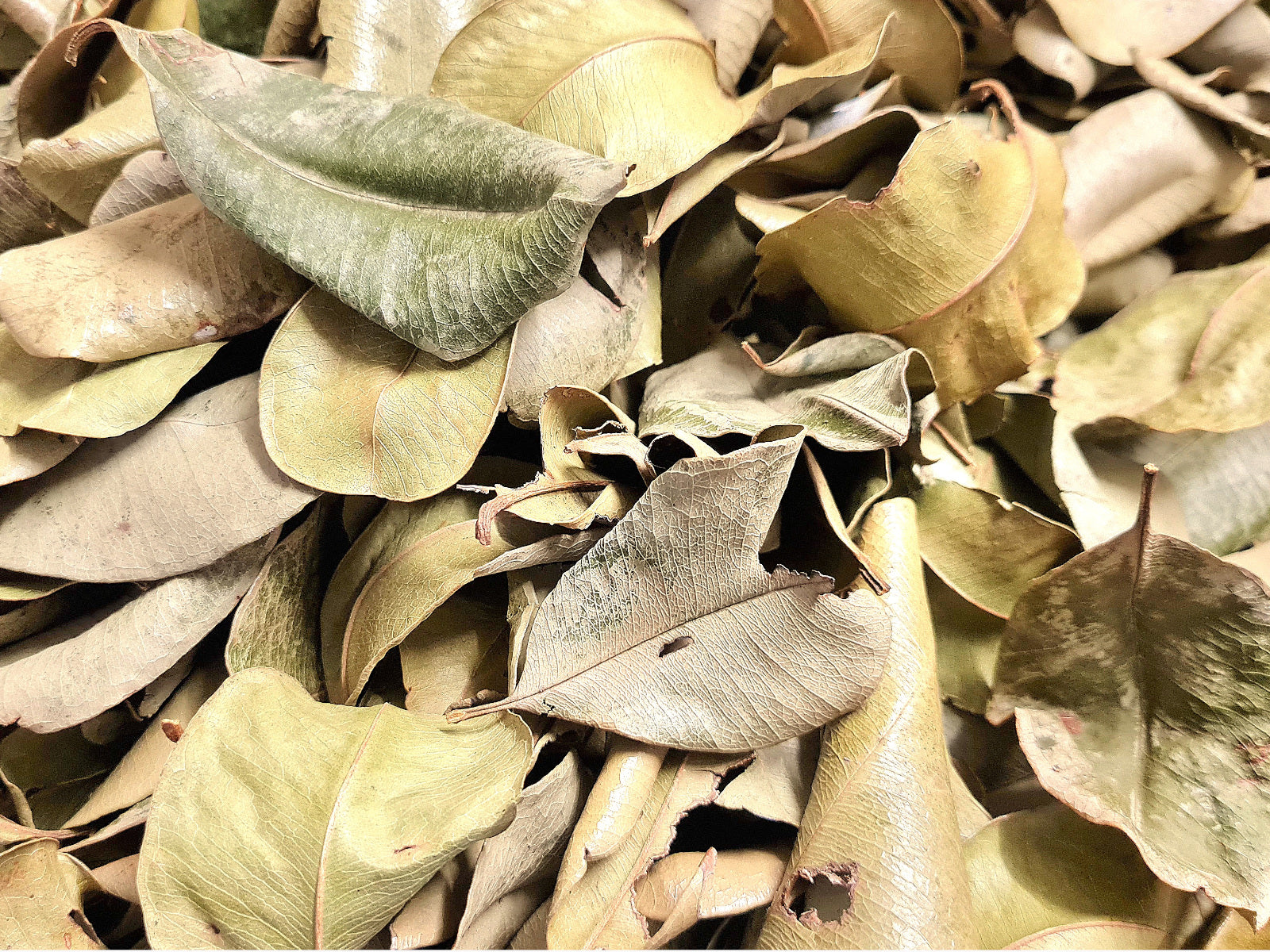 Bois d'inde (feuilles) – 50 g