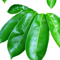 Feuilles de corossol séchées – 30 g