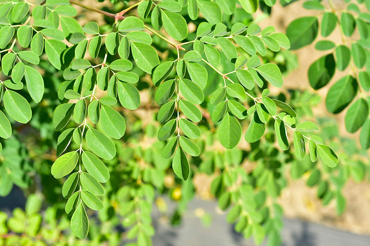 Moringa (feuilles fraîches) – 100 g